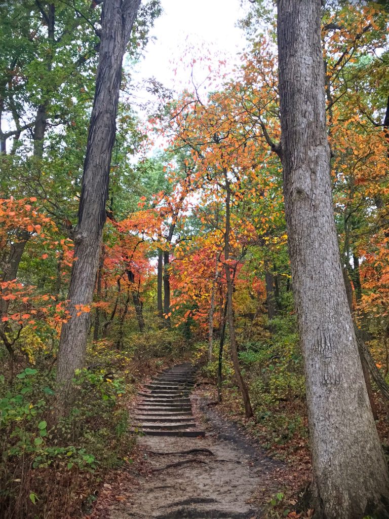 A few rustic steps on a path gently disappearing up into an autumn forest. Discovery is ahead.