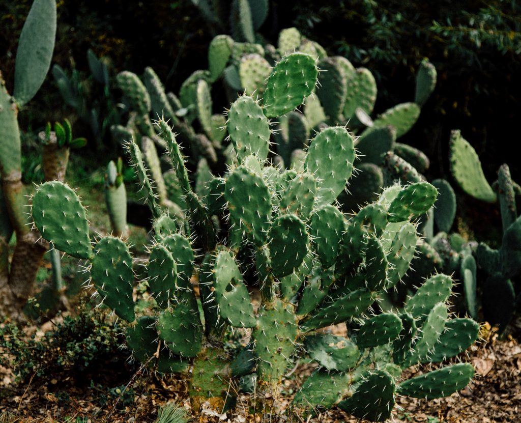 Prickly pear cactus.