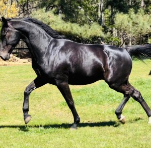Diamond prancing.